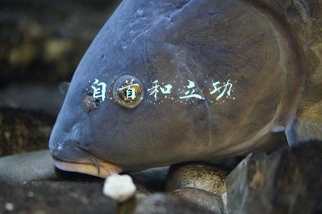 自首和立功