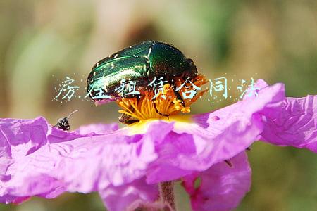 房屋租赁合同法