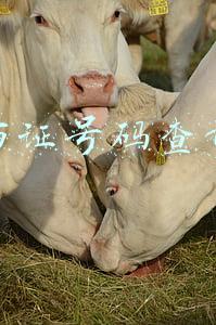 按身份证号码查询案件判决书(五十多岁大妈扮“少妇”，拉女儿“入伙”？两年骗婚14起终获刑)