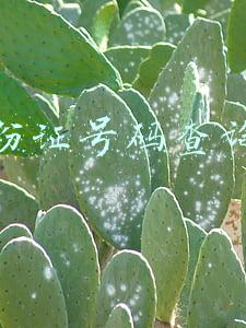 按身份证号码查询案件