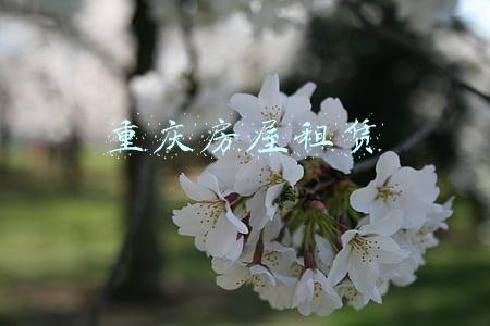 重庆房屋租赁税率是多少(重庆个人住房房产税标准是多少，重庆每年什么时候征收房产税)