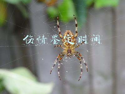 伤情鉴定时间