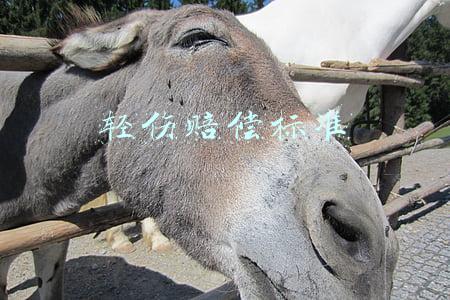 轻伤赔偿标准