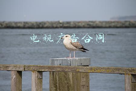 电视广告合同