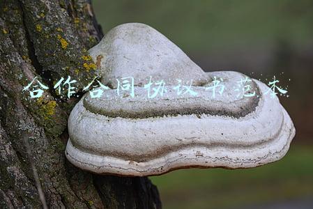 合作合同协议书范本