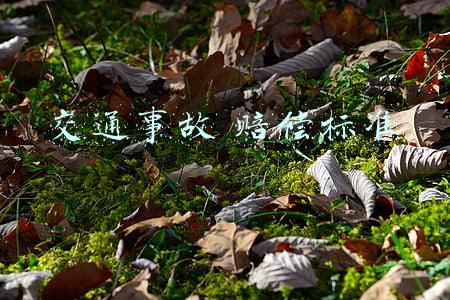 交通事故 赔偿标准