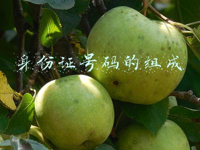 身份证号码的组成
