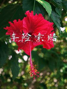 车险索赔