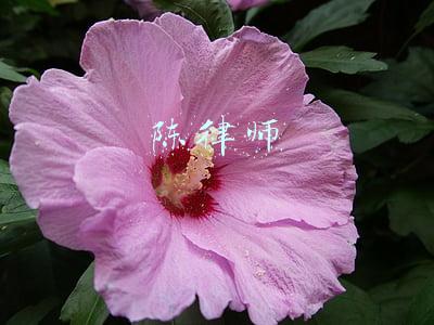 陈律师