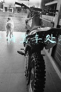 醉酒驾车处罚