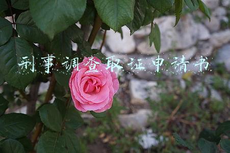 刑事调查取证申请书