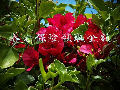 养老保险领取金额