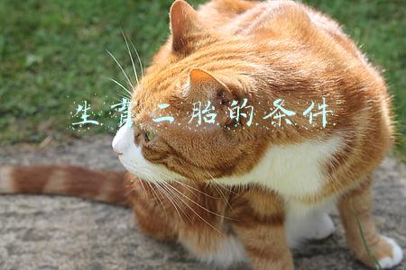 生二胎基本条件(怎么的条件可以生二胎？)