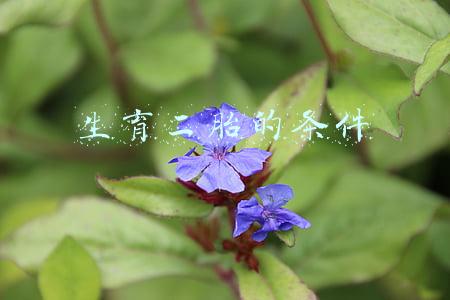 生育二胎的条件