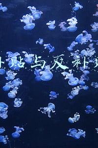 补贴与反补贴