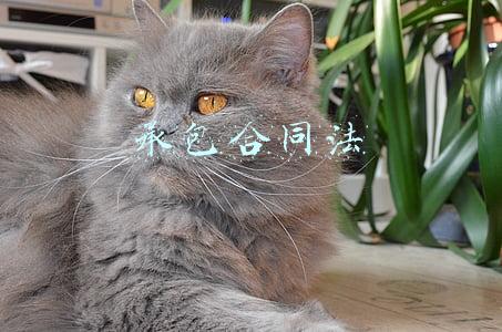 农业承包合同法(农业农村部办公厅关于印发农村土地（耕地）承包合同（家庭承包方式）示范文本的通知)