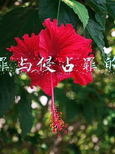 盗窃罪与侵占罪的区别