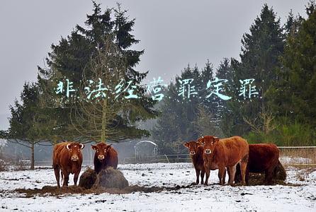 非法经营罪定罪