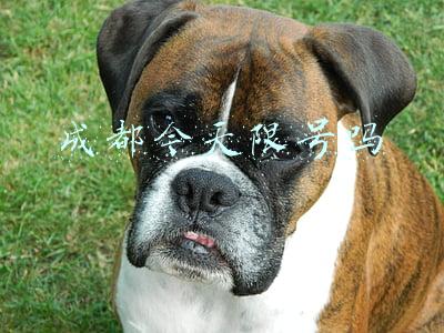 成都今天限号吗5月份限号吗?(五一前后，成都机动车尾号这样限行)
