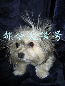 成都今天限号吗