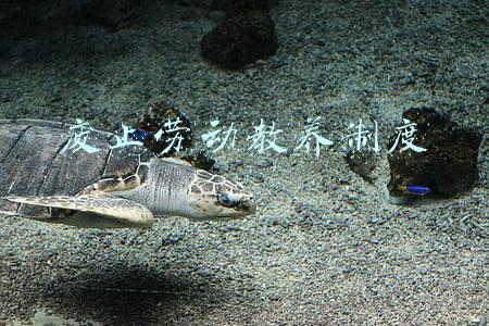 废止劳动教养制度