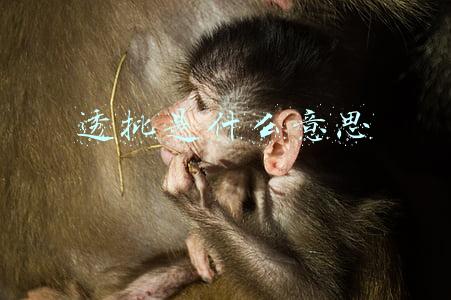 透批是什么意思