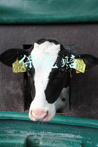保理赔是什么(海南“惠琼保”怎么参保？如何理赔？你关心的问题有答案了)