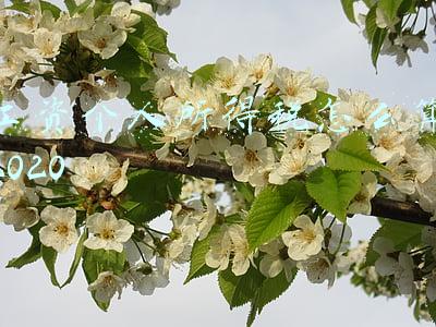 工资个人所得税怎么算2020