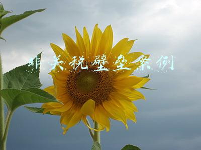 非关税壁垒案例