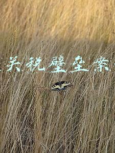 非关税壁垒案例中兴(国产替代逻辑的四条主线)