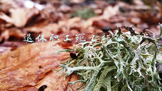 退休职工死亡抚恤金