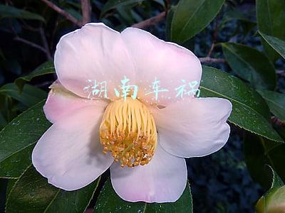 湖南车祸