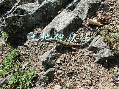 土地仲裁法