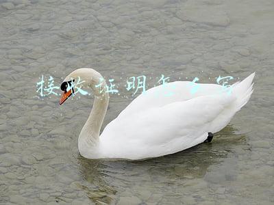 接收证明怎么写
