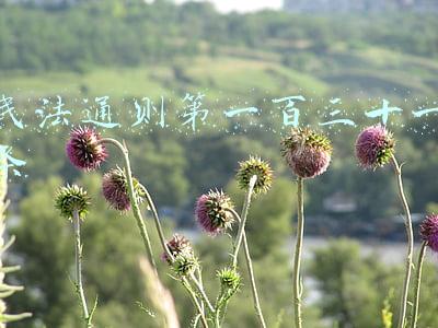 民法通则第一百三十一条第二款(自身疾病因素在刑、民因果关系及责任承担中的认定)