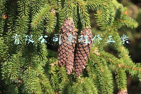 有限公司章程修正案