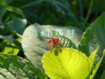 深圳 限牌