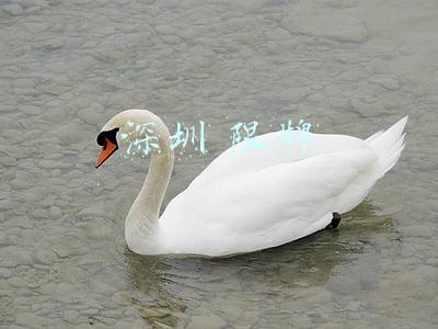 深圳 限牌