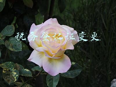 税务登记证变更表下载(税务指南三--变更税务登记)