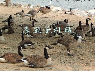 菜篮子补贴