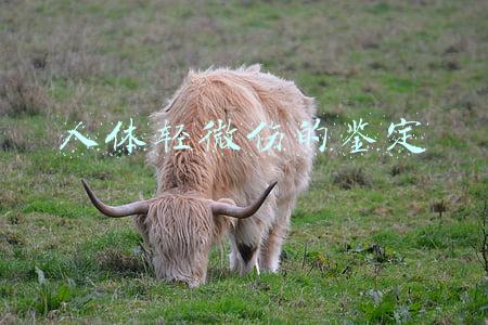 人体轻微伤的鉴定