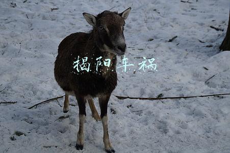 揭阳车祸