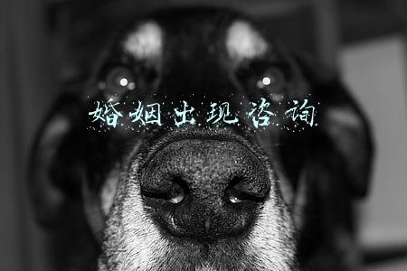 婚姻出现咨询
