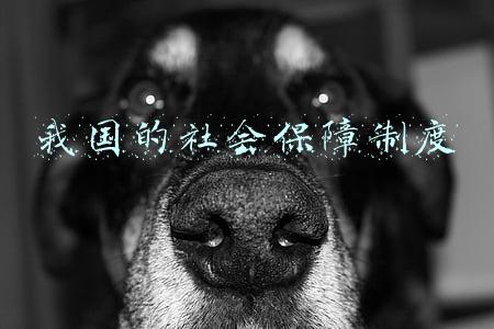 我国的社会保障制度包括哪些内容?(持续推动社会保障事业高质量发展)