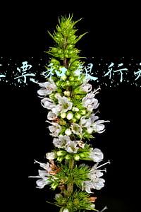 银行汇票和银行承兑汇票