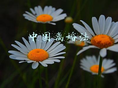 中国离婚法