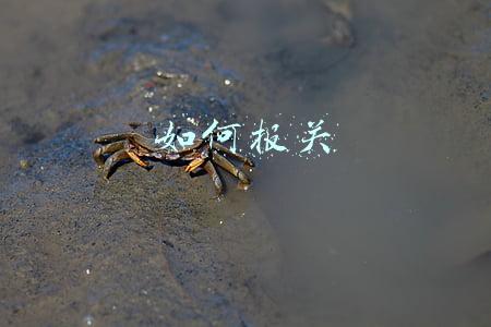 如何报关