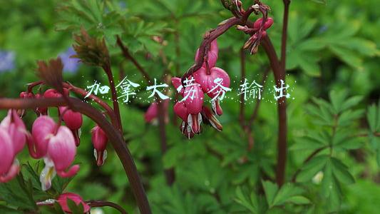 加拿大劳务输出