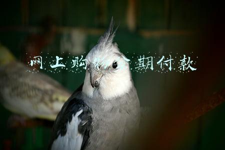 网上购物分期付款