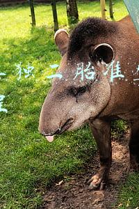 浙江单独二胎准生证办理流程